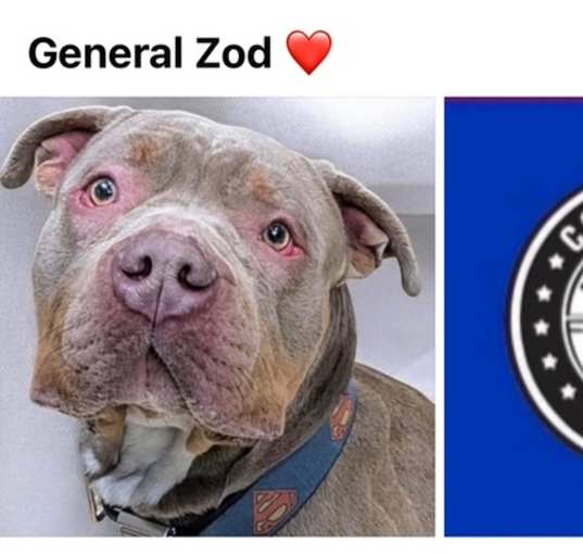 Photo of GENERAL ZOD