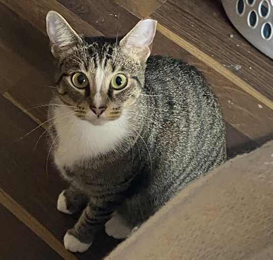 Photo of Lulu
