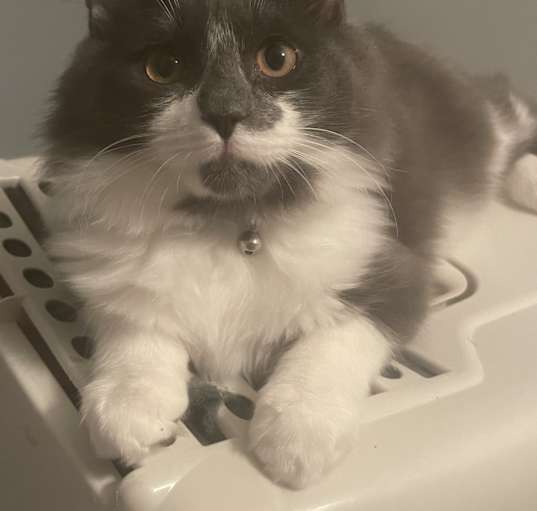 Photo of Fatboy