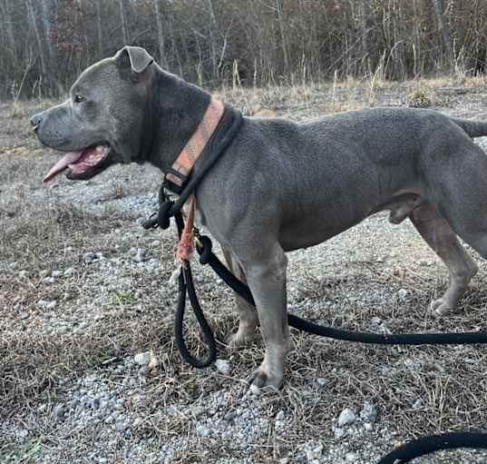 Photo of Bleu