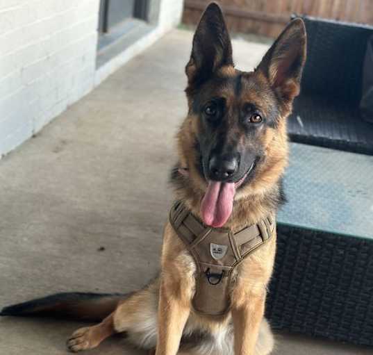 Photo of Luna