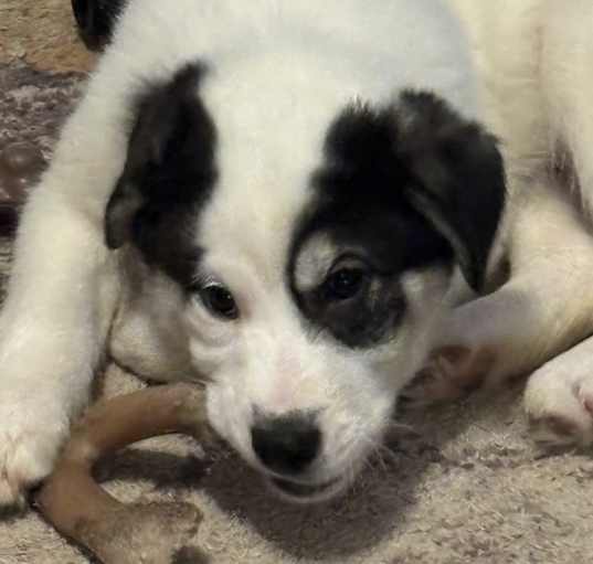 Photo of Monty