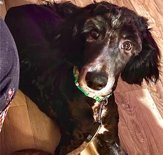Photo of Nova