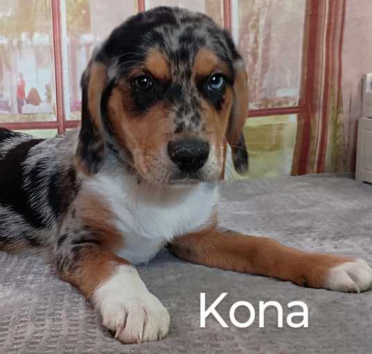 Photo of Kona