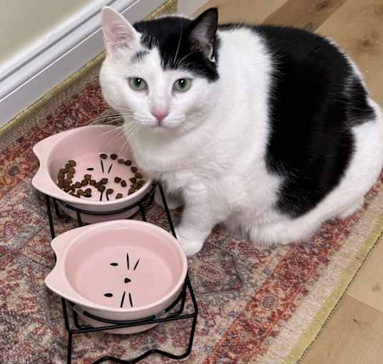 Photo of Callie.  Or Little girl