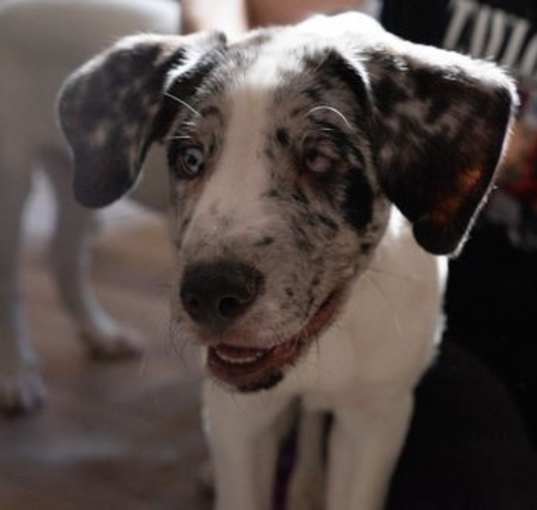 Photo of Rocky