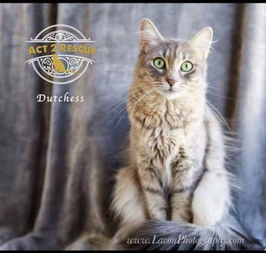 Photo of Dutchess 2