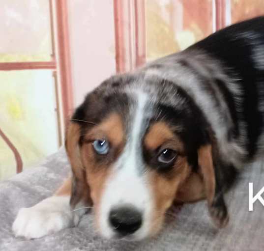 Photo of Koda