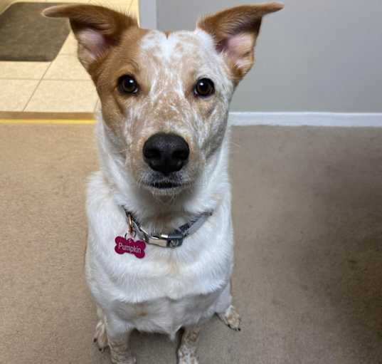 Photo of Pumpkin