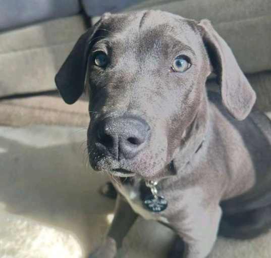 Photo of Apollo