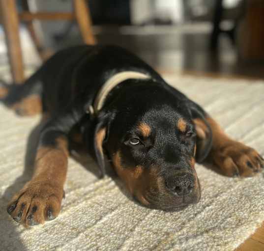 Photo of Koda