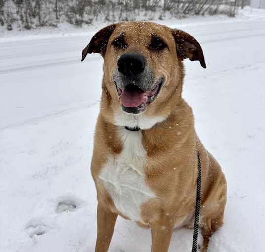 Photo of Ace