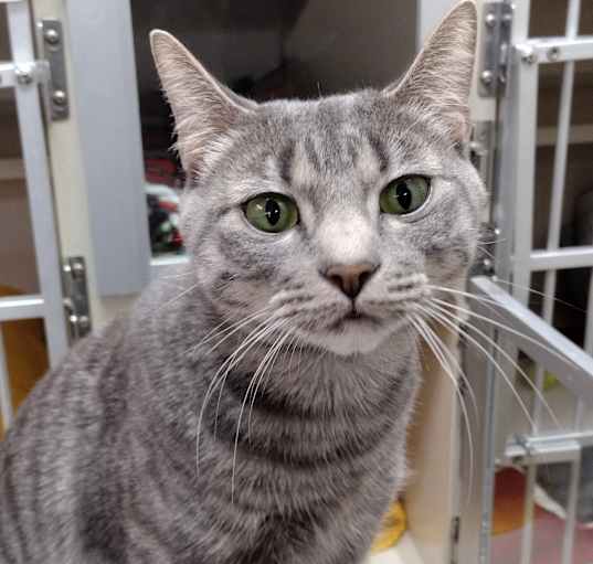 Photo of Luna