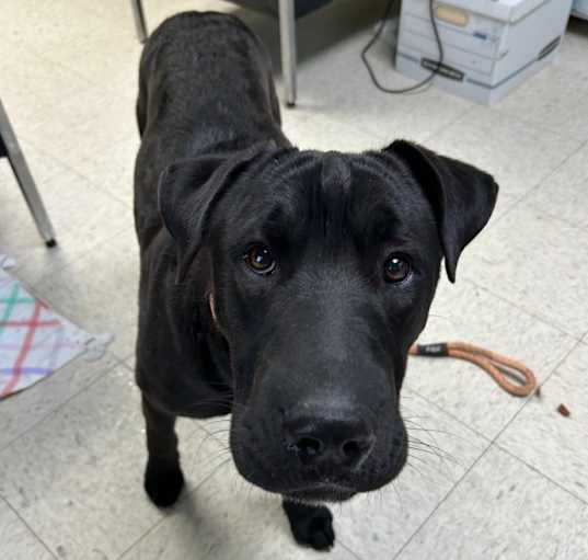 Photo of Verb- Adoptable