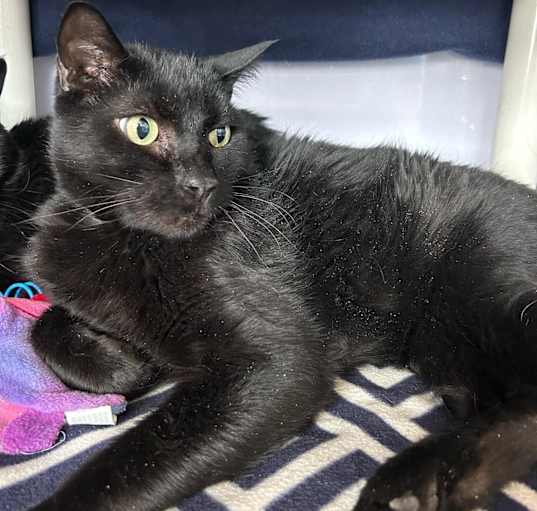 Photo of Little Bob