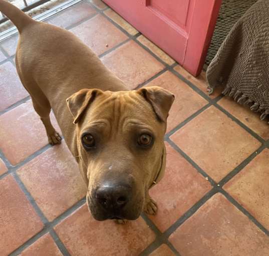 Photo of Cooper