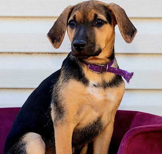 Photo of PUPPY LUCINDA