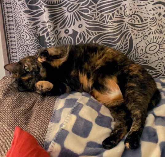 Photo of Luna