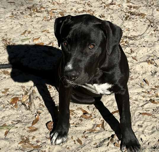 Photo of Olive