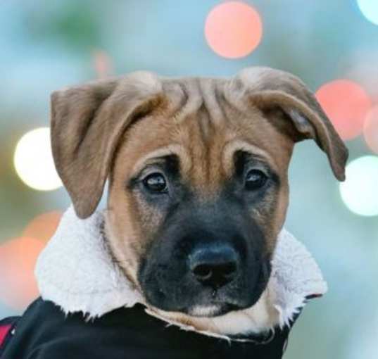 Photo of Leo