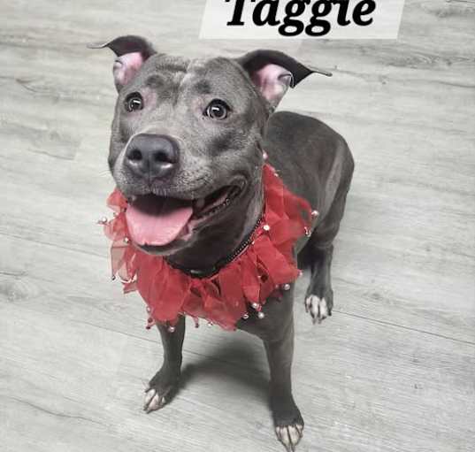 Photo of Taggie