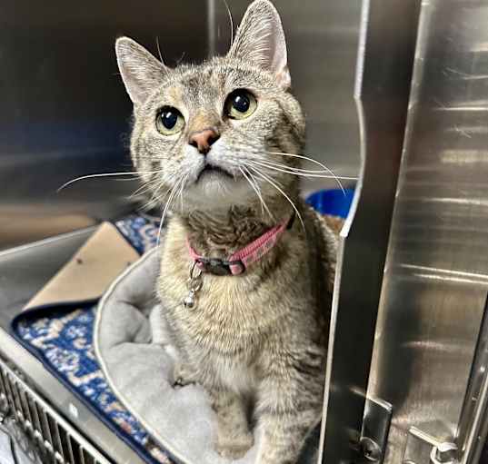 Photo of Mrs. Doubtfire ~PetSense Sullivan~