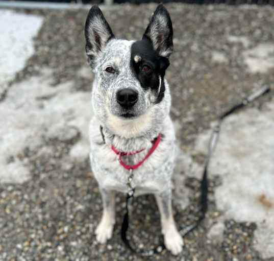 Photo of Sheeba
