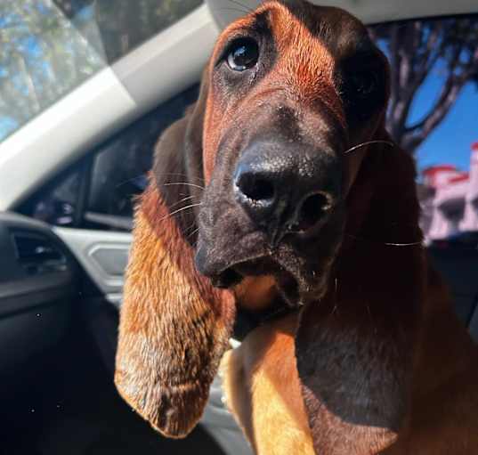 Photo of Maverick