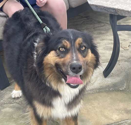 Photo of Koda