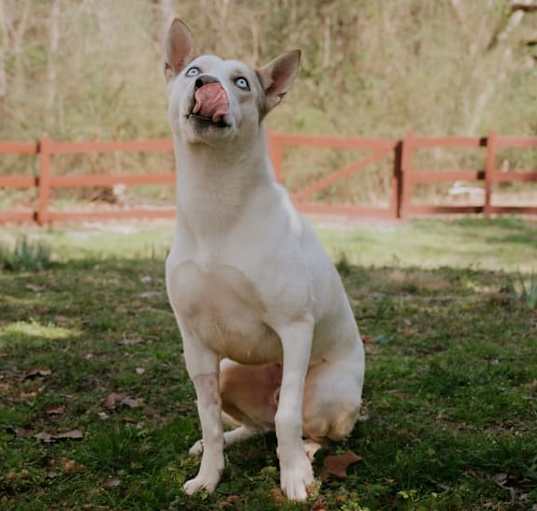 Photo of Bruno