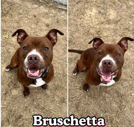 Photo of Bruschetta