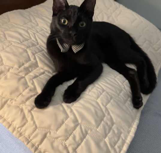 Photo of Zenny