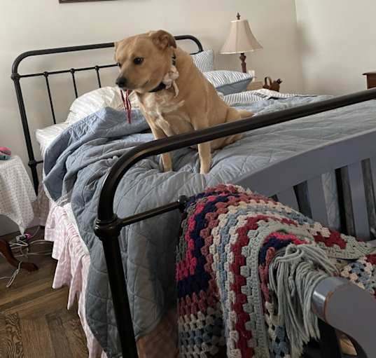 Photo of Ginger