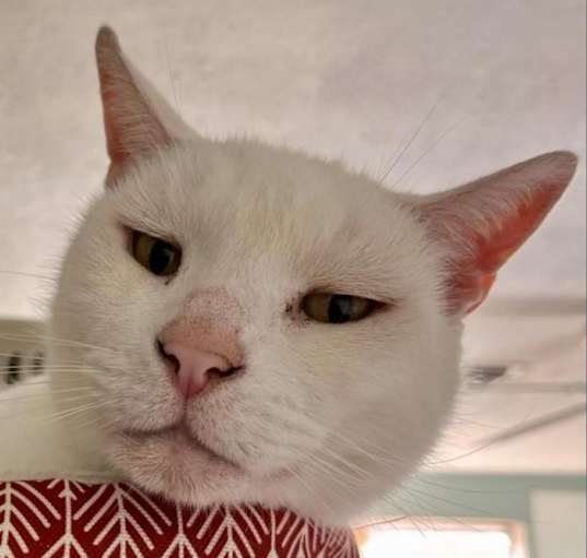 Photo of Buddy Boy