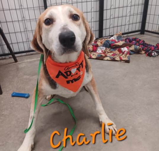 Photo of Charlie