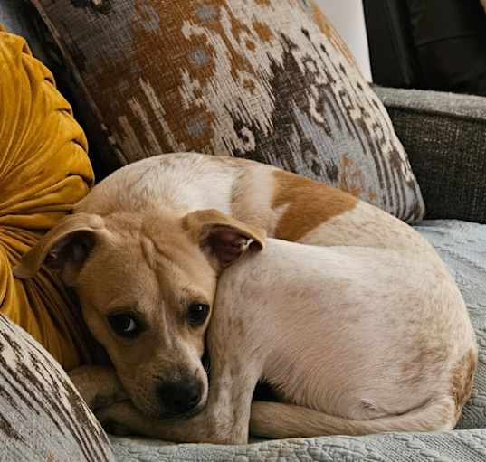Photo of Cooper
