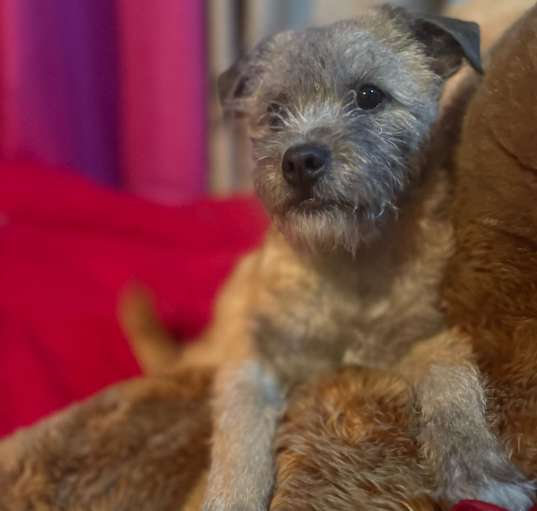 Photo of Fifi