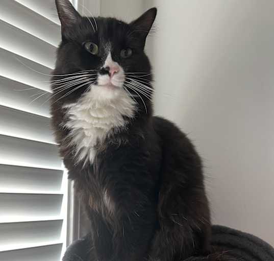 Photo of Socks