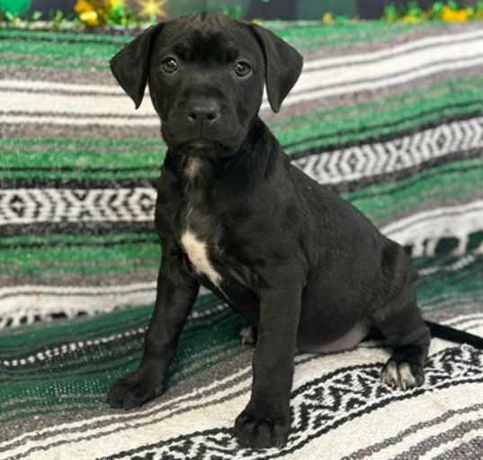 Photo of Clover