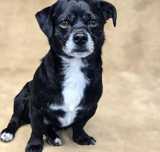 Photo of Poncho