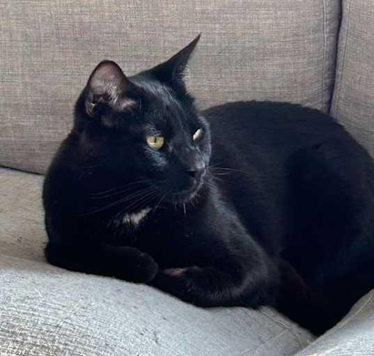 Photo of KADE & KANDY - Offered by Owner - Bonded Pair