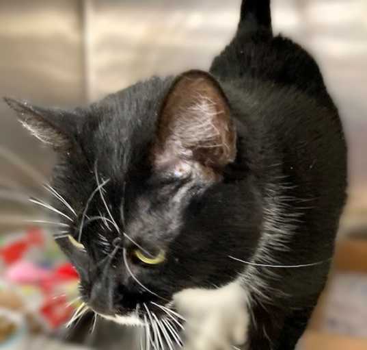 Photo of Miss Kitty