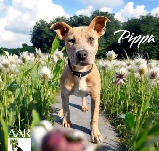 Photo of Pippa