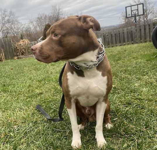Photo of Tyson