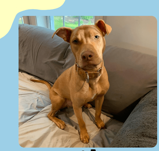 Photo of Whiskey