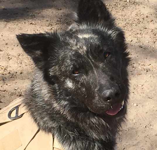 Photo of Duke