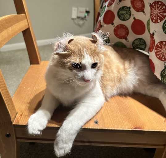 Photo of Mishi