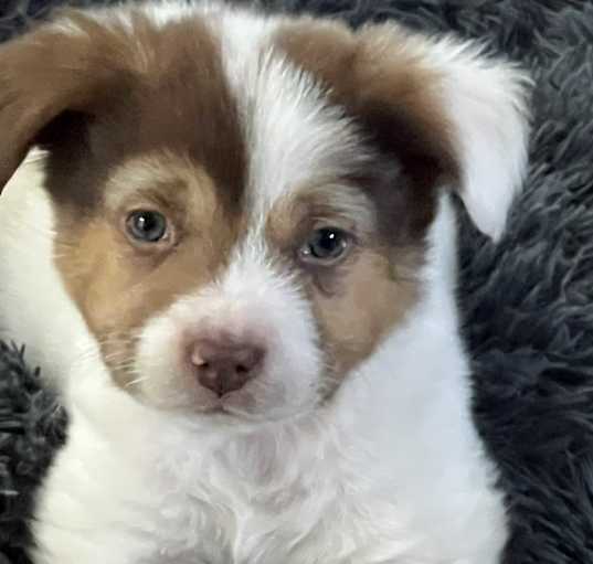 Photo of RAISIN