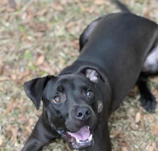 Photo of DARIUS