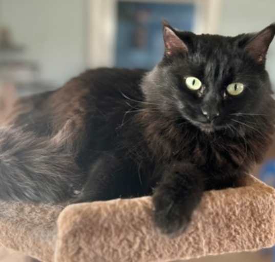 Photo of Cinder